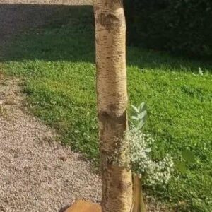 Pupitre en bois (Bouleau)